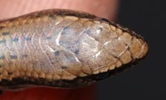 Panaspis maculicollis
