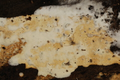 Perenniporia bostonensis