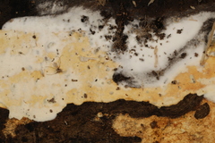 Perenniporia bostonensis