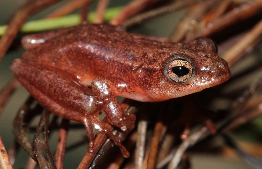 Bocage's Reed Frog