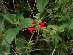 Salvia oppositiflora