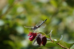 Pachydiplax longipennis