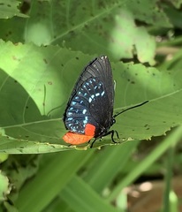 Eumaeus atala