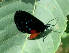 Eumaeus atala