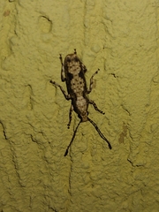 Ptychoderini