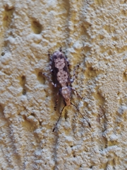 Ptychoderini