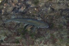 Eleginops maclovinus