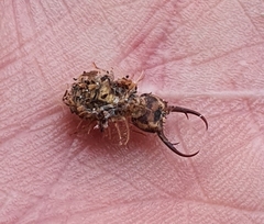 Nymphes
