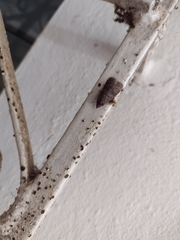 Pyralidae