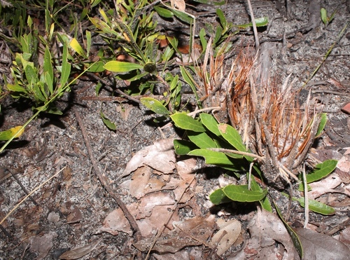 Protea poggei subsp. haemantha image