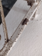 Pyralidae