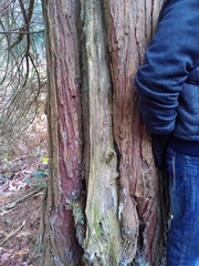 Chamaecyparis pisifera