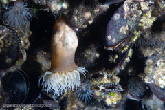 Parabunodactis imperfecta