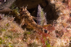 Helcogrammoides cunninghami