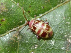 Asphaera meticulosa