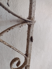 Pyralidae
