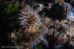 Parabunodactis imperfecta