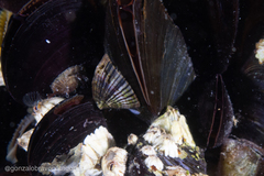Siphonaria lessonii