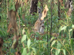 Osphranter antilopinus