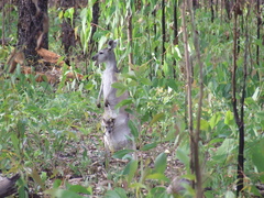 Osphranter antilopinus