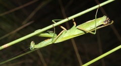 Paramantis