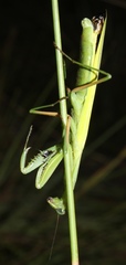 Paramantis