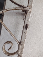 Pyralidae