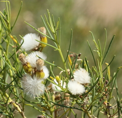 Senecio subulatus erectus