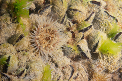 Parabunodactis imperfecta