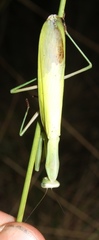 Paramantis