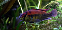 Cichlid photo 1