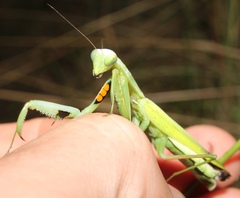 Paramantis