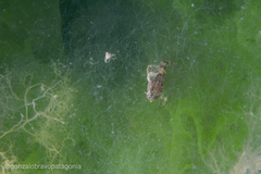 Agonopsis chiloensis