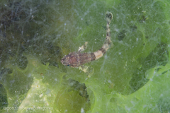 Agonopsis chiloensis
