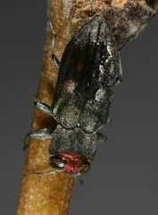 Chrysobothris carmelita