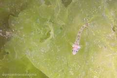 Helcogrammoides cunninghami