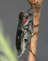 Chrysobothris carmelita