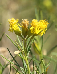 Senecio subulatus erectus