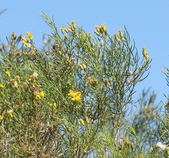 Senecio subulatus erectus