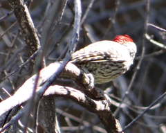 Chloropicus namaquus