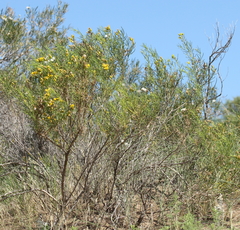 Senecio subulatus erectus