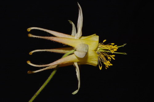 Image of Aquilegia barnebyi by (c) Brian Finzel, some rights reserved (CC BY-SA)