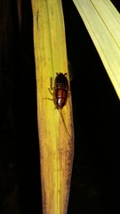 Celatoblatta undulivitta