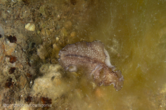 Phrikoceros mopsus