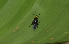 Pseudocyphomyia