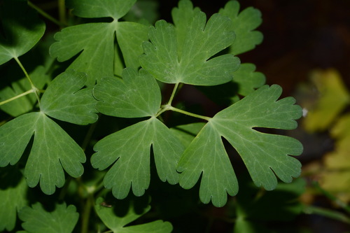 Image of Aquilegia barnebyi by (c) Brian Finzel, some rights reserved (CC BY-SA)