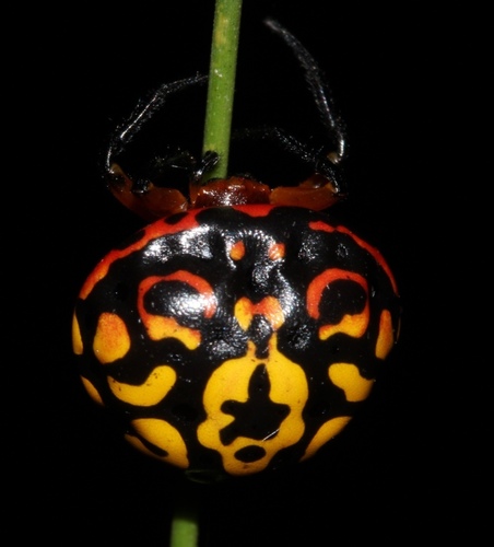 Pink Ladybeetle Spider