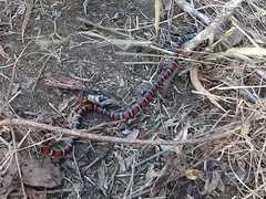 Lampropeltis polyzona