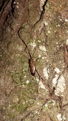 Parellipsidion latipenne