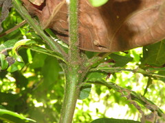Cordia nodosa
